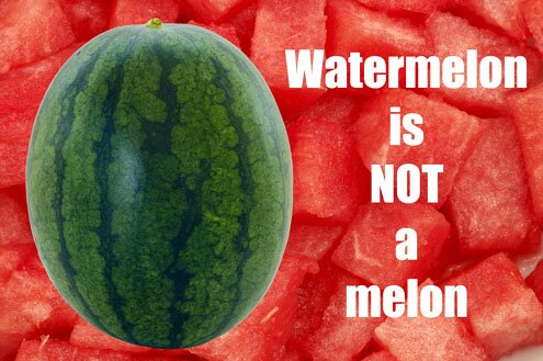 Watermelon is NOT a melon